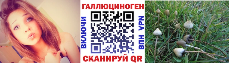 OMG ССЫЛКА  Карачаевск  Псилоцибиновые грибы Psilocybe 