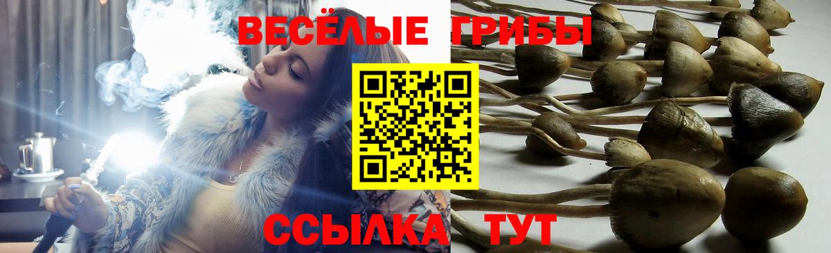 Псилоцибиновые грибы Magic Shrooms Карачаевск